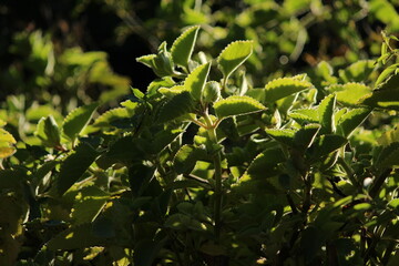 Obraz premium Garden morning