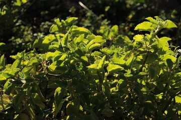 Garden morning