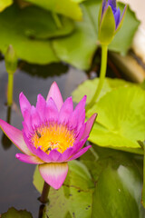 bee and blooming purple and yellow lotus in water garden