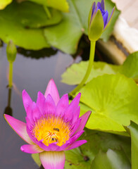 bee and blooming purple and yellow lotus in water garden