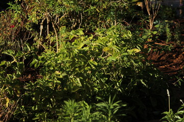 Garden morning