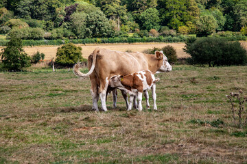 Fototapeta na wymiar cow and calf