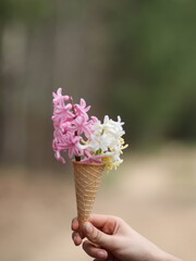 Hand holding colorful hyacinths in an ice cream cup