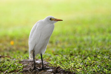 A Cattle Egret (bubulcus ibis) prowls a local park in Honolulu in search of food such as insects, arthropods, small reptiles, bird eggs and nestlings, some fish, also garbage.
