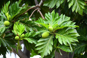 Called ulu in Hawaiian,  breadfruit (Artocarpus altilis) is the most important food-producing tree...