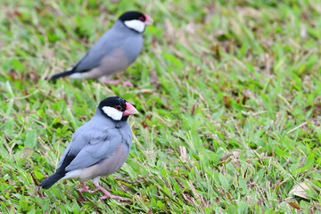 A pair of Java Sparrows (padda oryzivora) forage for seeds in a grassy Honolulu, Hawaii, park.