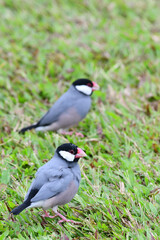 A pair of Java Sparrows (padda oryzivora) forage for seeds in a grassy Honolulu, Hawaii, park.