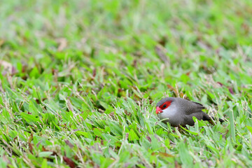 A Common Waxbill (estrilda astrild) forages for seeds in a grassy Honolulu, Hawaii, park.
