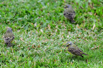 A pair of yellow-fronted canaries (serinus mozambicus) forage for seeds in a grassy Honolulu, Hawaii, park.