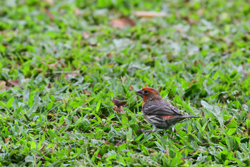 A house finch (Haemorhous mexicanus) forages for seeds in a grassy Honolulu park.
