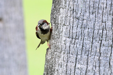 A male House Sparrow (passer domesticus) perches on a palm tree in a Honolulu park.