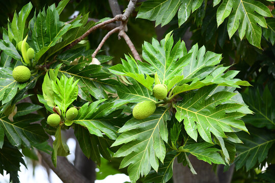 Called ulu in Hawaiian,  breadfruit (Artocarpus altilis) is the most important food-producing tree crop in the Pacific.