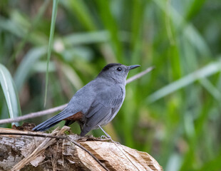 bird