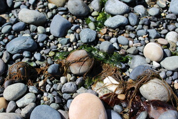 Seaweeds and cobble stones on a beach in the Pacific Northwest