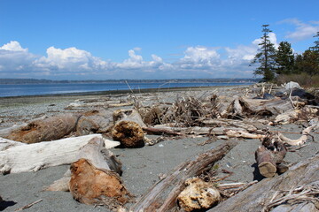 Low tide and a pile of driftwood at a Pacific Northwest beach