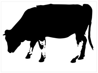 Black silhouette of bison calf on white background vector image