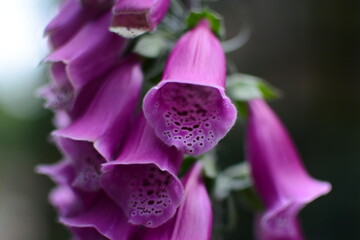 Foxglove Love  © Dave