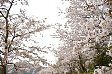 桜