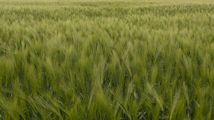 a beautiful field with wheat, in May