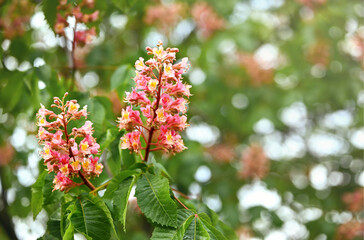 Spring floral background. Blooming pink chestnut close-up. Blurred green background with bokeh. Shallow depth of field, selective focus, copy space