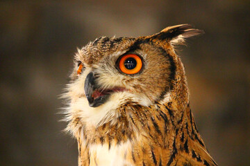 嘴を少し開いているユーラシアワシミミズク