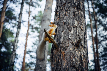 Squirrel on a tree in city park, blurred forest background. Animals petting zoo outdoors.