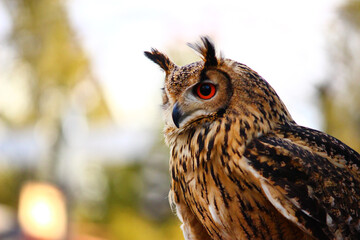 風に羽角がなびいているベンガルワシミミズク