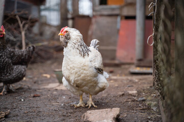 A white chicken of the firerolle breed stands in full growth on the street