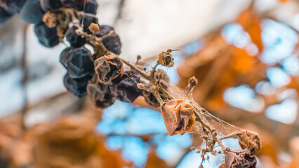 Dried bunches of blue grapes close-up. Lost harvest in the vineyard