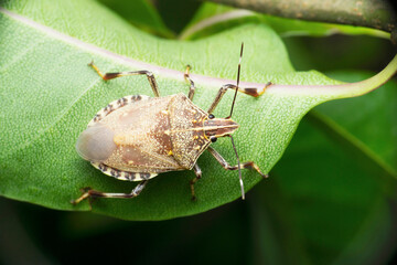 Erthesina acuminata, Grey stink bug, Satara, Maharashtra, India