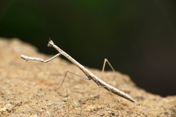 Deiphobe infuscata, Stick mantis, Satara, Maharashtra, India