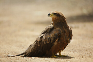 Black kite, Milvus migrans, Satara, Maharashtra, India