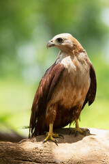 Juvenile brahminy kite, Haliastur indus, Satara, Maharashtra, India