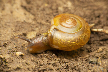 Cremnoconchus syhadrensism, Satara, Maharashtra, India