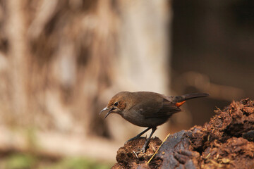 Indian robin, Female, Copsychus fulicatus, Satara, Maharashtra, India