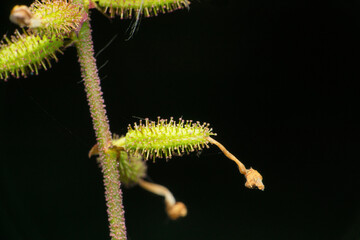 Cheirostylis parvifolia terrestrial plant, Satara, Maharashtra, India