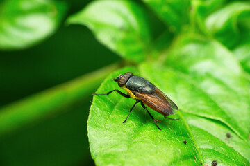 Horsefly, Satara, Maharashtra, India