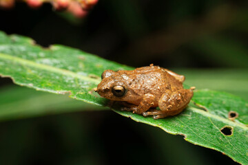 Raorchestes bombayens, shrub frog, endemic Western Ghats of Maharashtra, Satara, Maharashtra, India