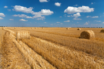 Harvested mowed golden wheat field on bright summer day, blue sky with white clouds on background....