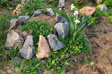 Naklejka na ściany i meble Flowerbed made of stones in spring garden, daffodik flowers blooming, garden design.