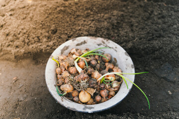 Sprouted young green onions are prepared for planting in the ground. Small bulbs of onions in an iron bowl on the ground