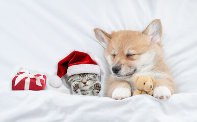 Cute kitten and Corgi puppy wearing santa hats sleep together  under a white blanket on a bed at...