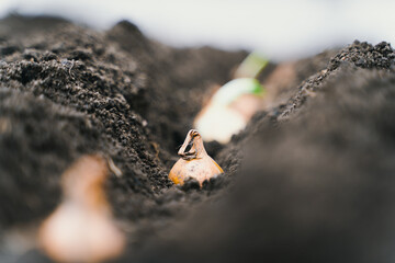 Garden bed with onions dotted. Freshly planted onion bulbs in the home garden