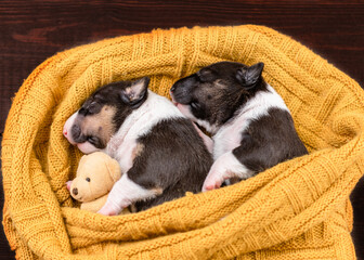 Two tiny newborn Biewer Yorkie  puppies sleep together under a warm plaid with a toy teddy bear....