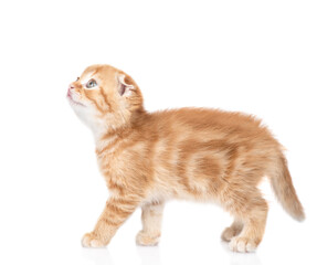 Scottish kitten walks and looks up. isolated on white background