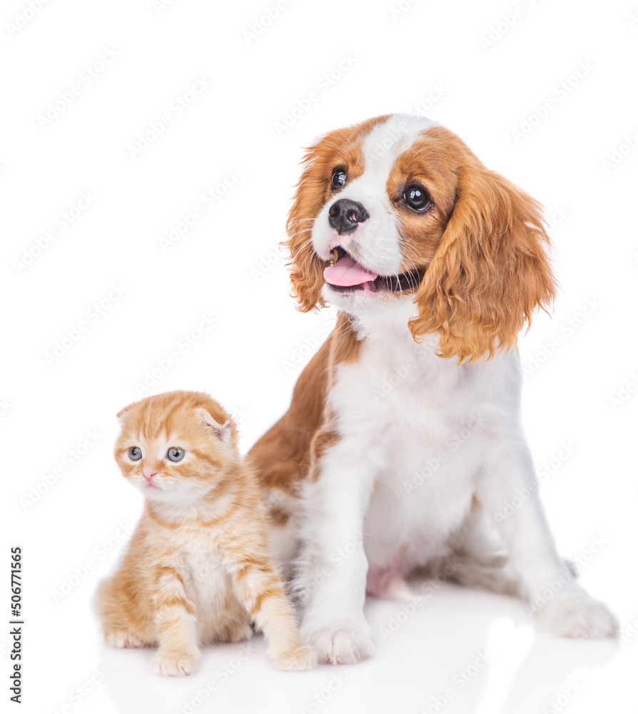 Poster сavalier king charles spaniel puppy and tabby kitten sit together and look away on empty space. isol