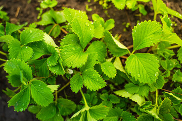 Dew drops in the morning on strawberry leaves close-up. Growing strawberries in the garden in spring