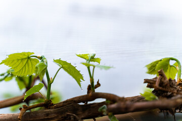 Young grape leaves in dew drops close-up. Awakening the vineyard after winter in the greenhouse
