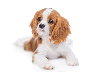Сavalier King Charles Spaniel puppy lying and looking away. Isolated on white background