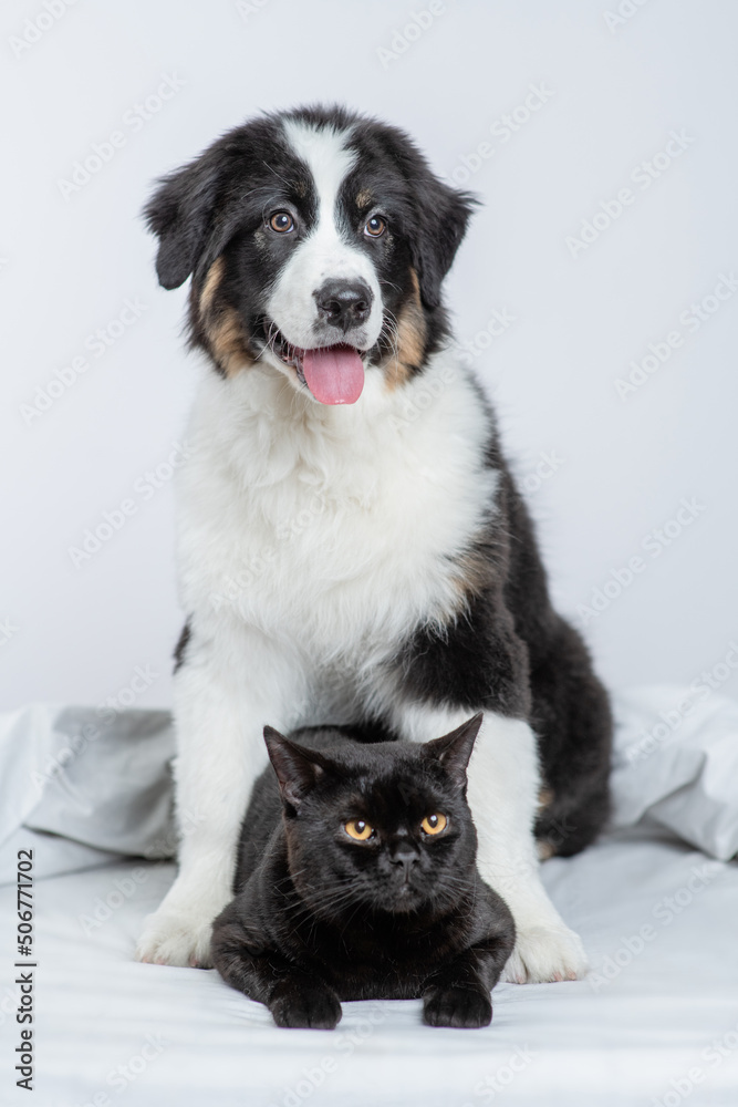 Wall mural Australian shepherd dog hugging black cat on a bed at home